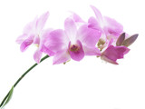 Fototapeta Storczyk - blossoms of an orchid