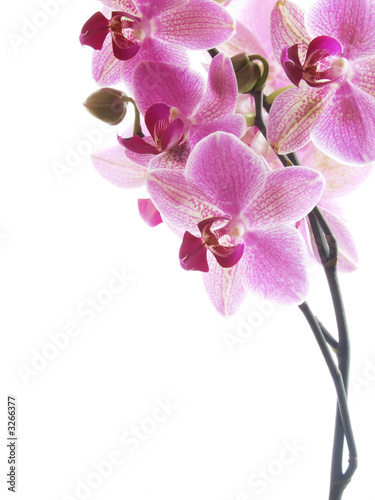 Foto-Fahne - pink orchid (von ArtmannWitte)