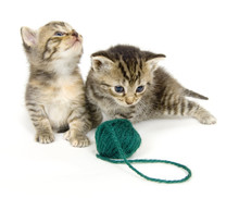 Kittens With Ball Of Yarn On White Background