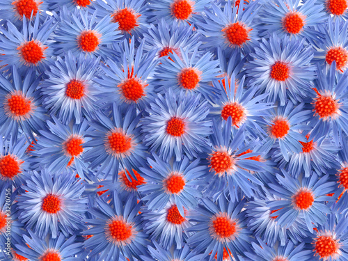 Plakat na zamówienie blue flowers for decoration over background