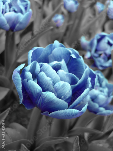 Fototapeta na wymiar abstract picture of blue tulip on field