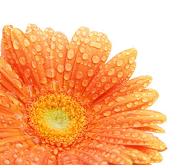 Canvas Print - marguerite orange avec rosée