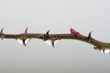 Thorn With Bead