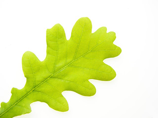 Sticker - oak leaf