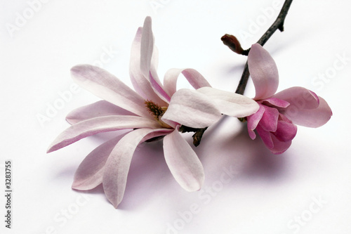 Dekoracja na wymiar  kwiat-magnolii