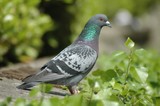 pigeon et lierre