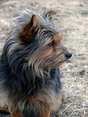 Wall Mural - very shaggy dog 6