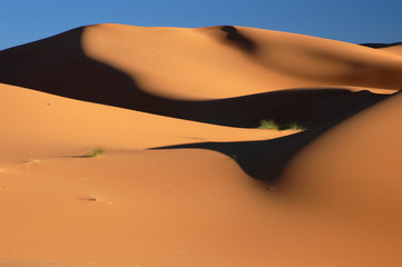 Wall Mural - sahara desert