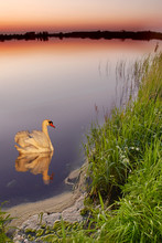 Swan On A Lake After Sunset