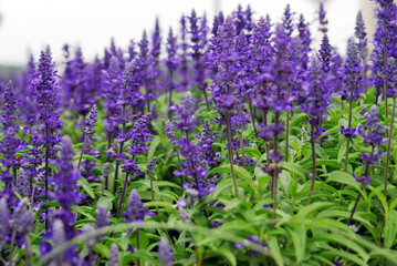 blue salvia