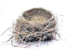 Bird Nest 2