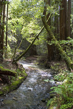 Muir Woods With River