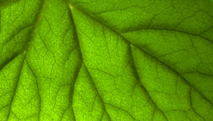 Canvas Print - leaf