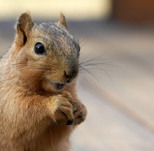 Squirrel Eating Close Up