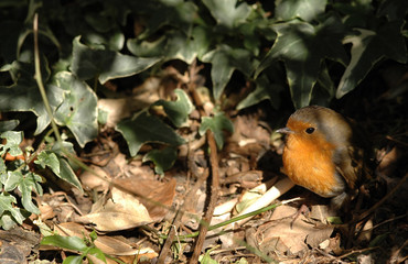 Wall Mural - robin in undergrowth