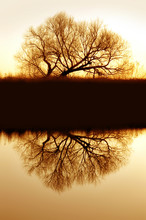Riparian Willow Reflection