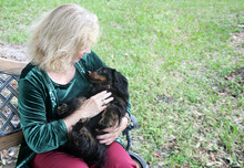 Cuddly Dachshund In The Park