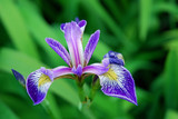 iris