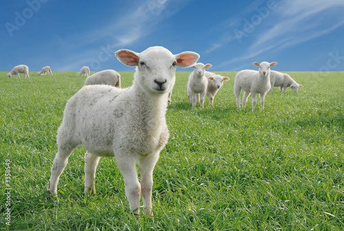 Foto-Vorhang - cute little lambs (von dzain)