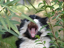 Yawning Cat