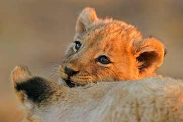 Wall Mural - lion cub