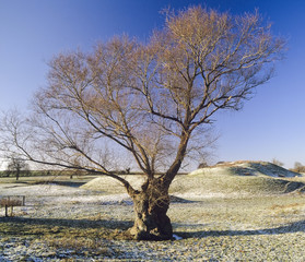 Sticker - frost covered landscape