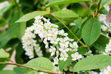 bird cherry tree blossom