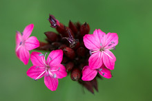 Wild Carnation Flowers