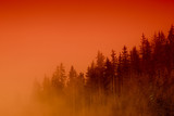 Fototapeta Na ścianę - misty forest at sunset