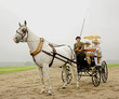 canvas print picture - horse and a old-fashioned horse-drawn 1