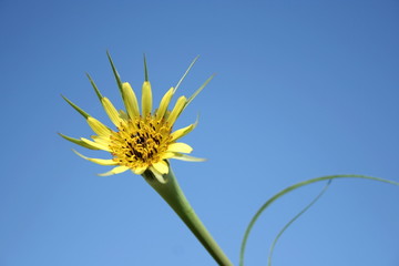 yellow flower 2