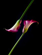 Leinwanddruck Bild - gegenläufige calla lilien auf schwarz