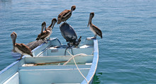 Pelicans On A Boat