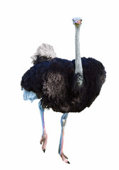 african ostrich isolated on white