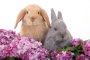 two bunny among the purple lilac