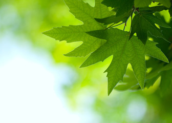 Wall Mural - green leaves, shallow focus