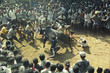 bull fight 7