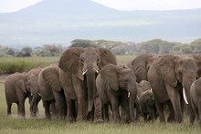 African Elephant Herd Amboseli Kenya