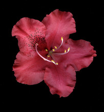 Red Rhododendron Flower
