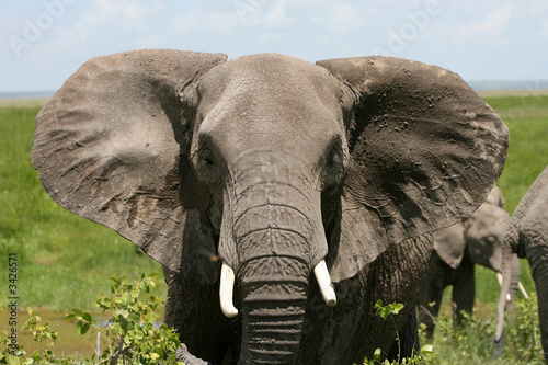 Plakat słoń afrykański amboseli Kenia