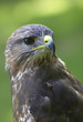 © Oneworld-images - Alert Buzzard