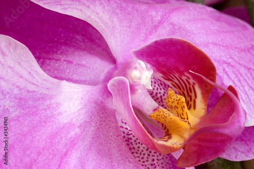 Naklejki orchidea   orchidea
