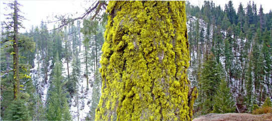 tree covered with moss