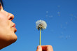 © Adam Borkowski - bloweing dandelion #3