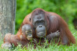 Leinwandbild Motiv mother orangutan with her baby