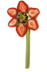 Poster - strawberry flower