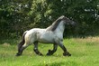© E. Spek - draft horse in a trot