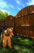 airedale terrier sky