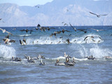 Fototapeta Zwierzęta - pelicans fishing