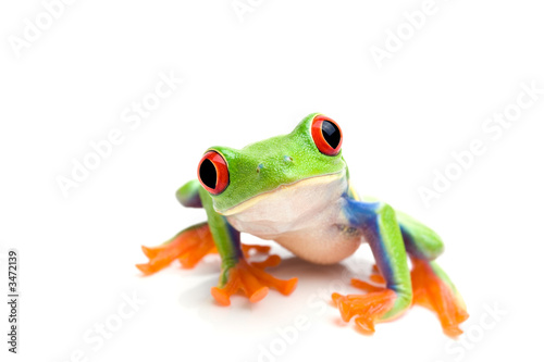 Grenouille agrandi sur blanc Tableau sur Toile